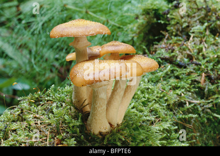 honey mushroom, shoestring rot, armillaria ostoyae Stock ...