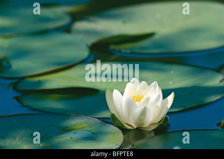 Nymphaea alba (European White Waterlily) on stem, close-up Stock