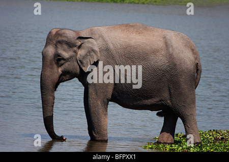 Asian Elephant (Elephas maximus), The Asian elephant is slightly smaller than its African relatives. Stock Photo