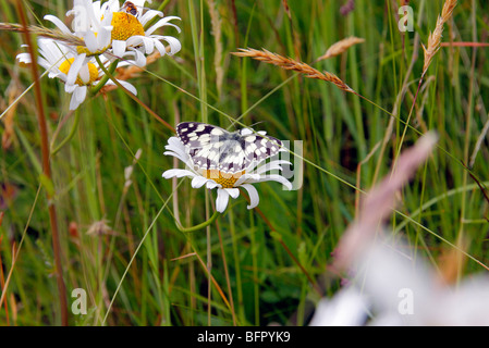 Melanargia galathea - Marbled white butterfly feeding on Leucanthemum vulgare - Ox eye daisy Stock Photo