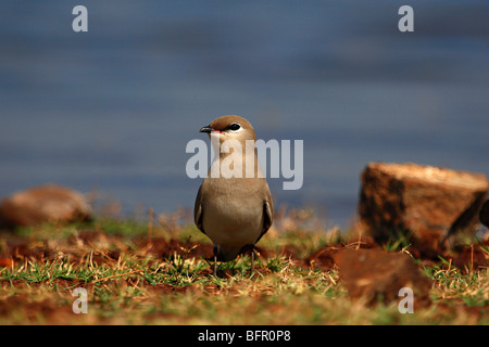 Little Pratincole or Small Indian Pratincole (Glareola lactea), is a small wader in the pratincole family, Glareolidae. Stock Photo
