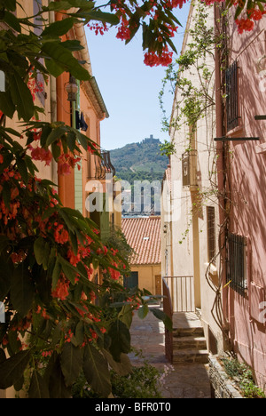 The old town, Moure, Collioure, Pyrenees Orientals France Stock Photo