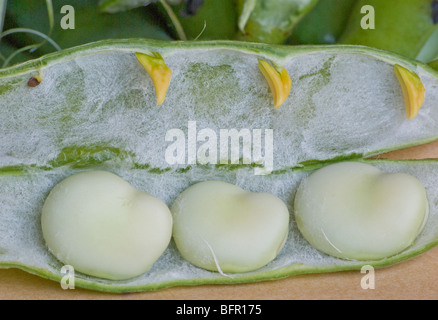 Broad beans in pod Stock Photo