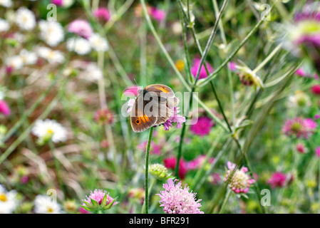 Female meadow brown - Maniola jurtina awaiting a mate on Knautia macedonica