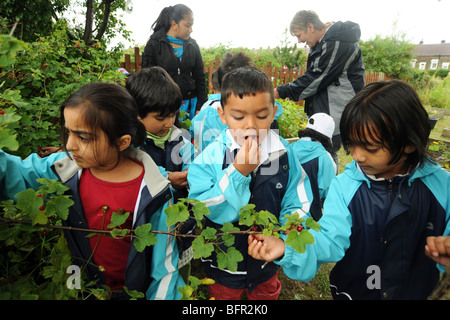 Children visit a local allotment near to the school to learn about healthy eating and gardening, West Yorkshire Stock Photo