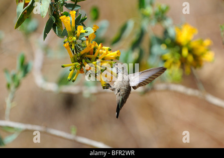 Andean Hillstar (Oreotrochilus estella) female Hummingbird, feeding on yellow flowers, Los Cardones National Park, Argentina Stock Photo