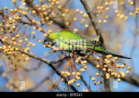 Nanday or Black-hooded Parakeet (Nandayus nenday) eating seed, Buenos Aires, Argentina. Stock Photo