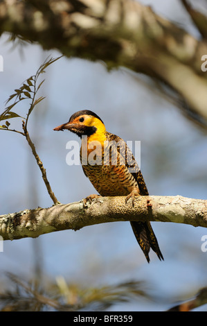Campo Flicker (Colaptes campestris) perched on branch, Iguazu, Argentina. Stock Photo
