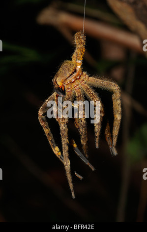 Tarantula exoskeleton, Alta Floresta, Brazil Stock Photo