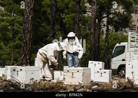 dh Cretan mountain forest FARMING GREECE CRETE Beekeepers working wooden box beehives bee keeping workers suit Stock Photo