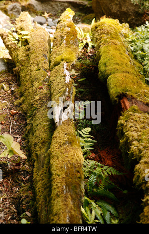 Moss and Ferns growing on and around a decaying tree trunk, on the lost meadow trail in Bellevue Botanical Gardens Stock Photo