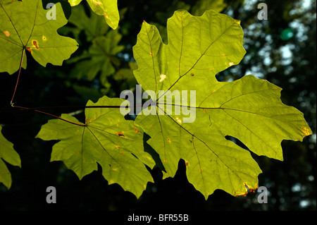 Backlit leaves of the Bigleaf Maple at Bellevue Botanical Garden, Bellevue, Washington Stock Photo