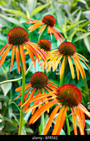 Echinacea 'Art's Pride' Stock Photo