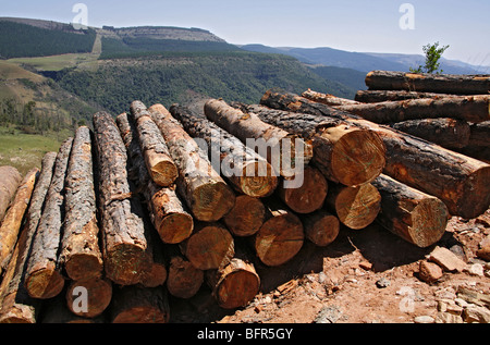 Pine logs stacked on the roadside ready for transporting to the mill Stock Photo