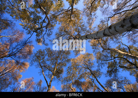 Looking up through Autumn trees to a blue sky. Stock Photo