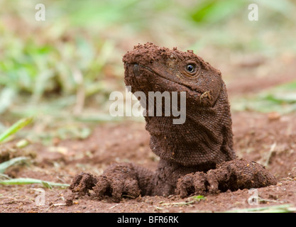 Nile Monitor lizard emerging from a hole covered in wet soil Stock Photo