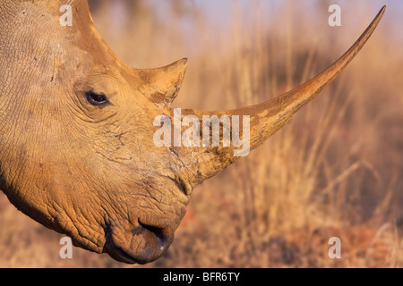 Side view close-up of White rhino with long horn Stock Photo