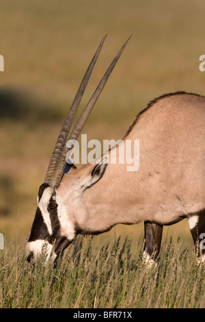Gemsbok (Oryx) grazing in grasslands Stock Photo