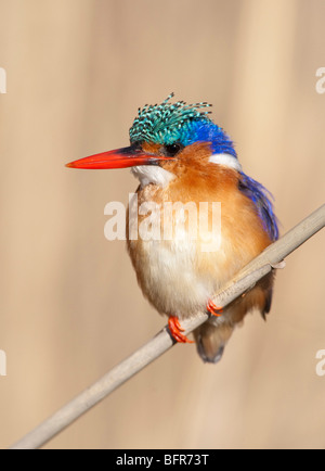Malachite Kingfisher perched on a thin reed Stock Photo