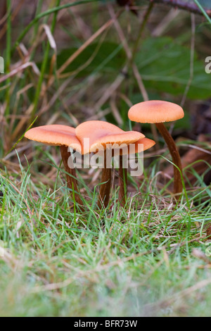 The Deceiver Laccaria laccata fungi fruiting bodies growing on grassland Stock Photo