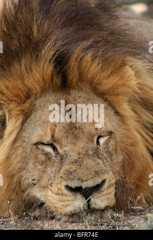Portrait of a male lion with a scarred face sleeping with its chin on the ground Stock Photo
