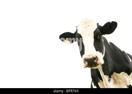 Friesland cow portrait against a white background Stock Photo