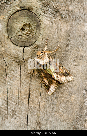 Green Brindled Crescent Allophyes oxyacanthae adult moth at rest on a timber fence Stock Photo