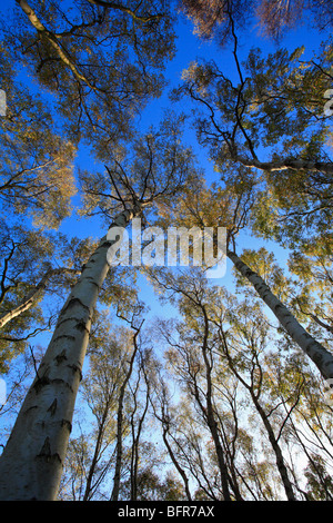 Looking up through Autumn trees to a blue sky. Stock Photo
