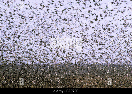 A mass of Red-billed queleas (Quelea quelea) in flight Stock Photo