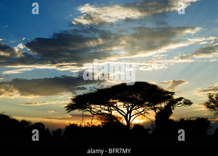 Sunset silhouette of umbrella thorn tree (Acacia tortilis) Stock Photo