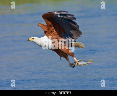 African fish eagle flying over water with a fish in its talons Stock Photo