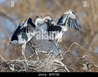 Black-headed heron chicks on a nest Stock Photo