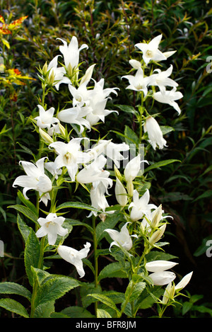 Campanula latifolia var macrantha 'alba' Stock Photo