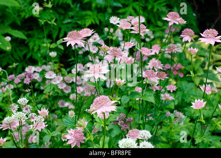 Astrantia maxima AGM Stock Photo