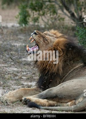 Lion lying on its side with its head raised yawning Stock Photo