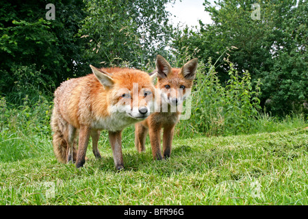 A vixen with her cub shot from a low angle with a wide angle lens. Stock Photo