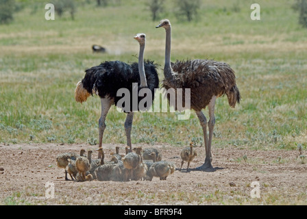 Common Ostrich male and female with chicks Stock Photo