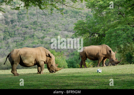 A habituated white rhino walking up to a soccer ball as if to play with it in South Africa.  Available for photoshoot. Stock Photo