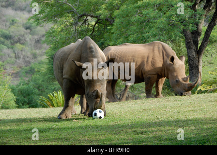 A habituated white rhino walking up to a soccer ball as if to play with it in South Africa.  Available for photoshoot. Stock Photo