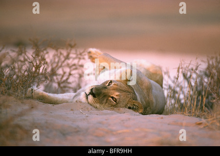 Lioness relaxing on sand dune (Panthera leo) Stock Photo