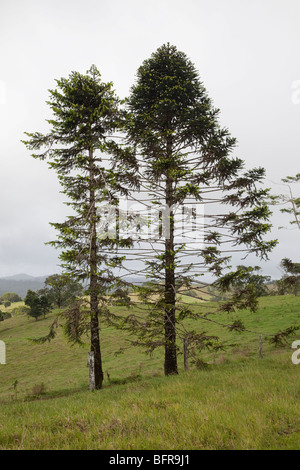 Bunya Pine, Araucaria bidwillii, Atherton Tableland, Queensland, Australia Stock Photo