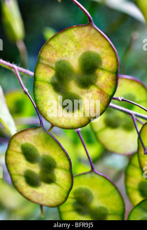 Developing Lunaria annua seedheads Stock Photo