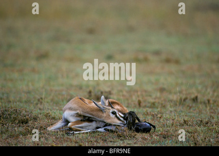 Thomson's gazelle giving birth (gazelle thomsoni Stock Photo - Alamy