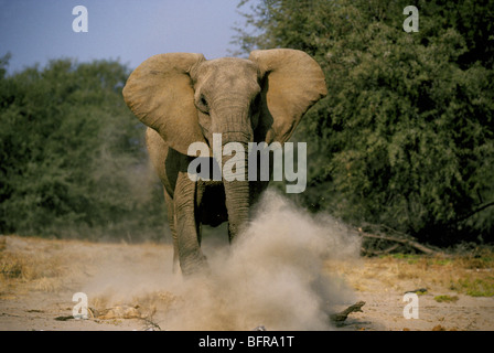 African elephant charging in dry river bed (Loxodonta africana) kicking up dust Stock Photo
