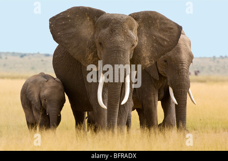 A small family group of elephants makes its way across the open grasslands of Amboseli's plains. Stock Photo