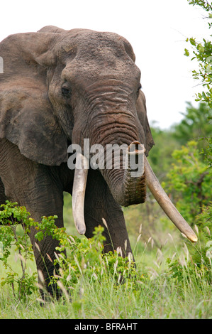 Portrait of an African elephant bull with large tusks and raised trunk