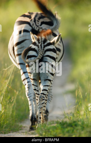 Rear view of a Burchell's zebra mother and foal walking on a game path Stock Photo