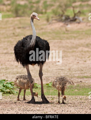 Common ostrich male with two chicks Stock Photo