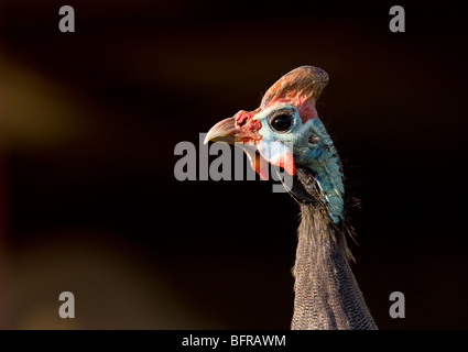 Portrait of a helmeted Guinea Fowl (Numida meleagris) Stock Photo