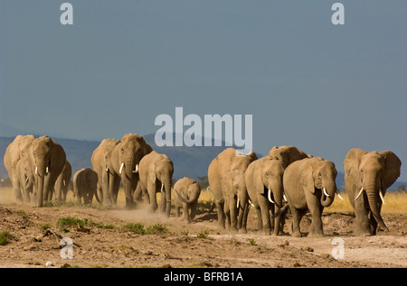 Elephant herd walking towards camera Stock Photo